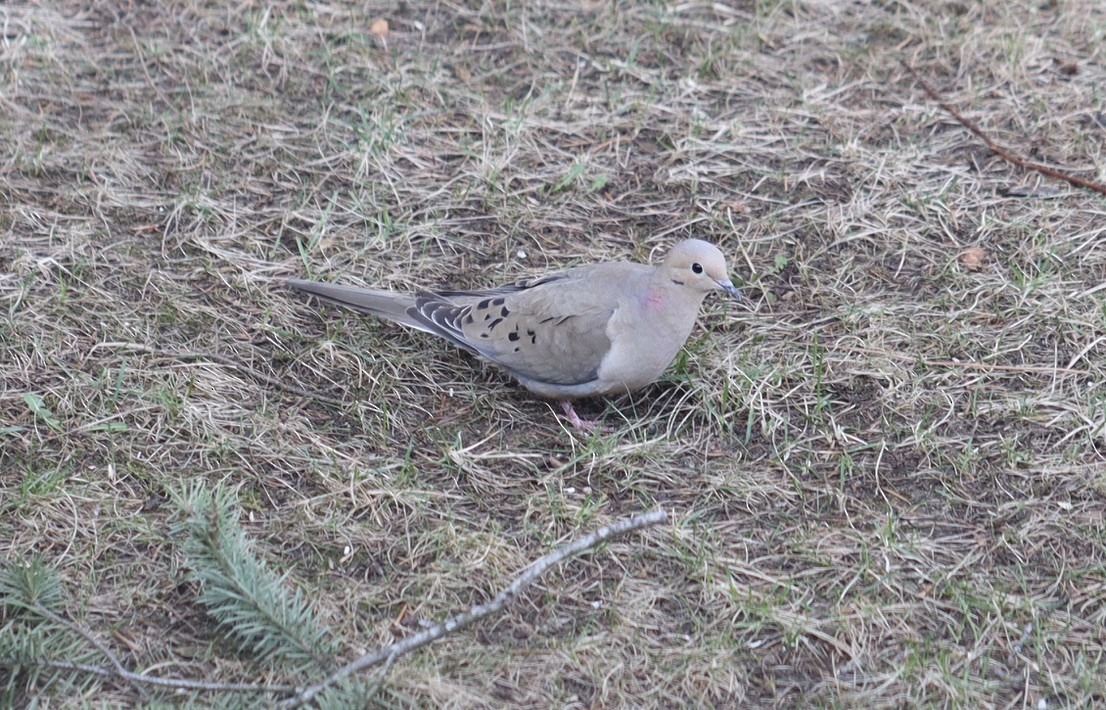 Mourning Dove - ML617119676