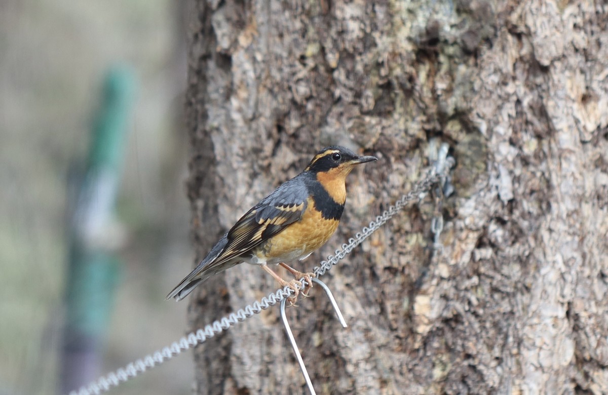 Varied Thrush - ML617119683