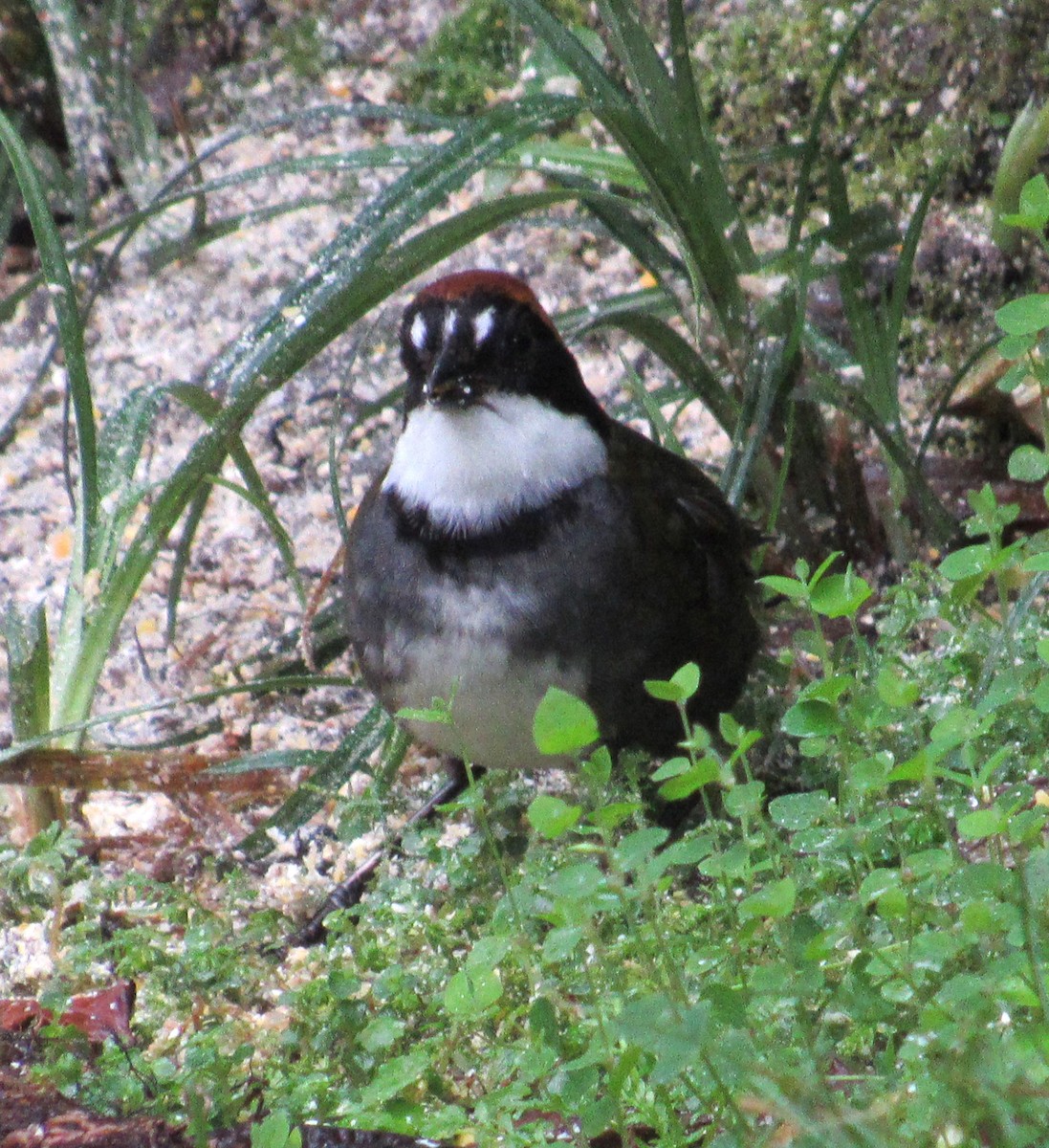 Chestnut-capped Brushfinch - ML617119687