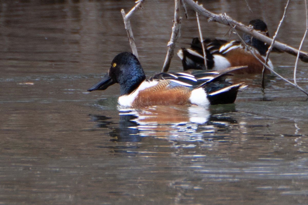 Northern Shoveler - Susan Elliott