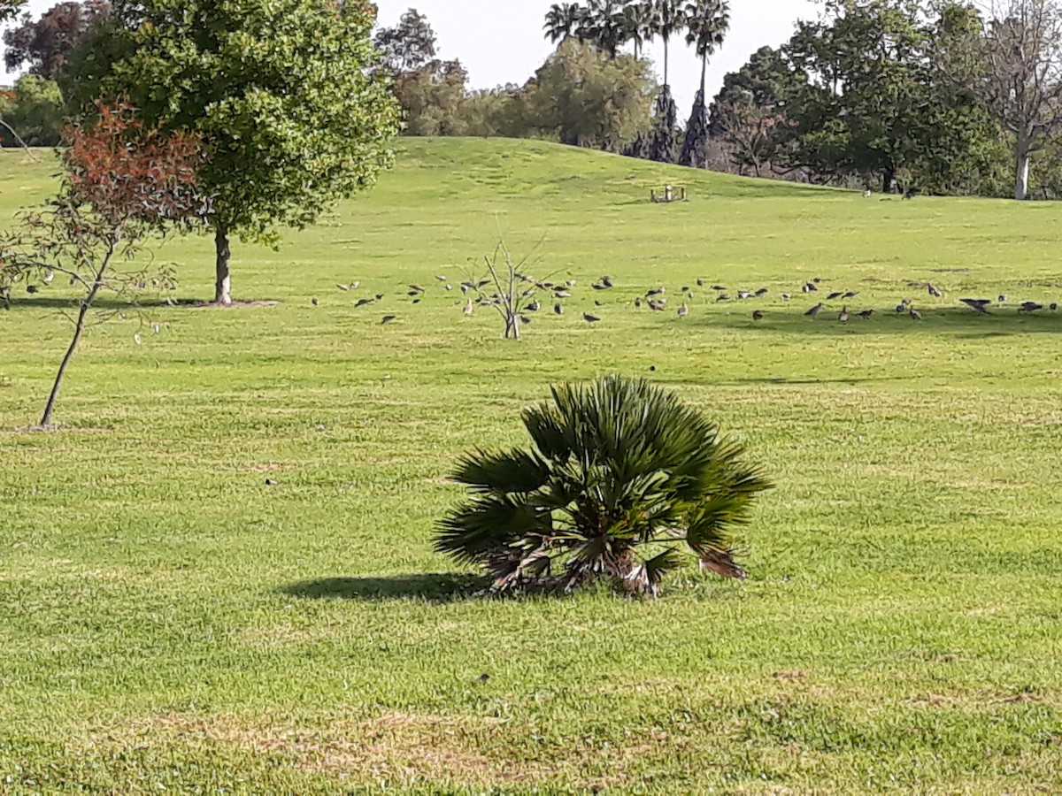 Long-billed Curlew - ML617119749