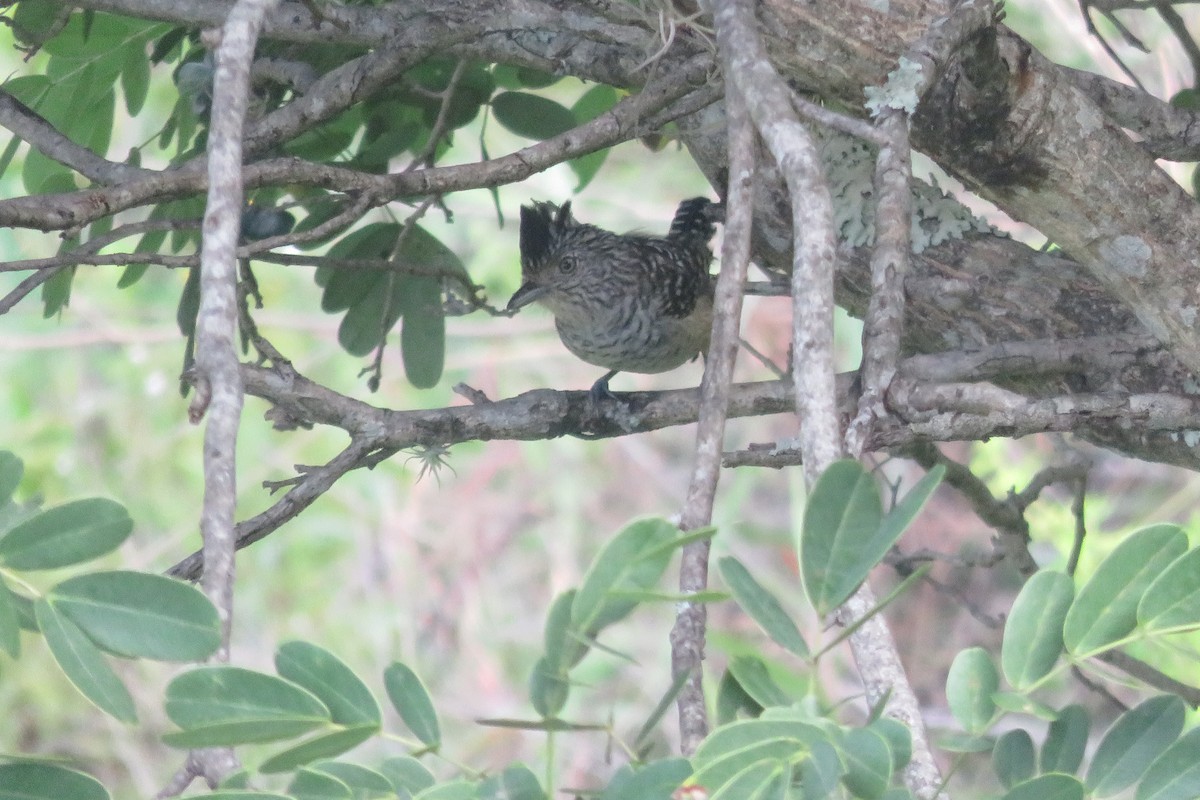 Chapman's Antshrike - Guillaume Normand