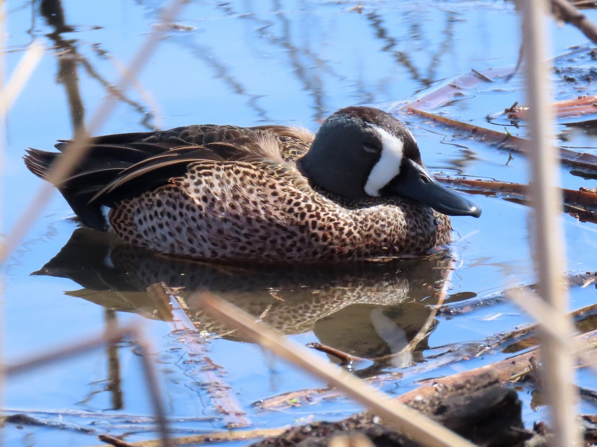 Blue-winged Teal - ML617119796