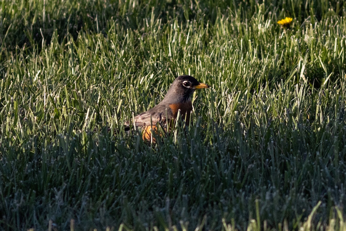 American Robin - ML617119823