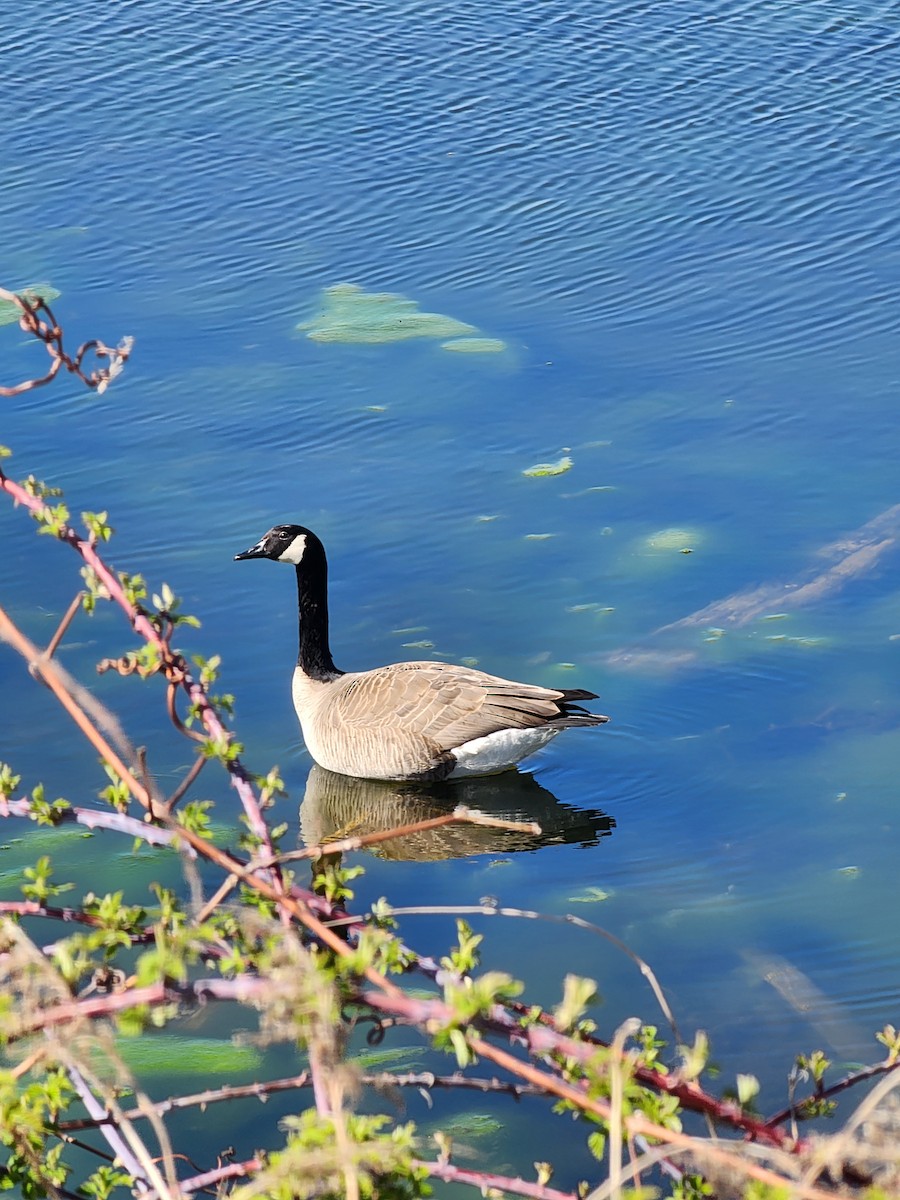 Canada Goose - ML617119826