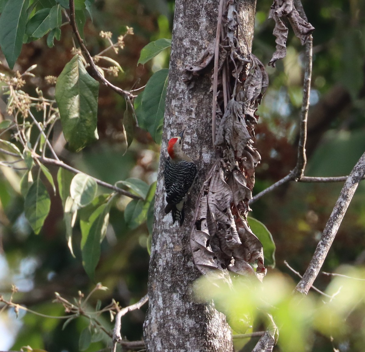 Red-crowned Woodpecker - John Facchini