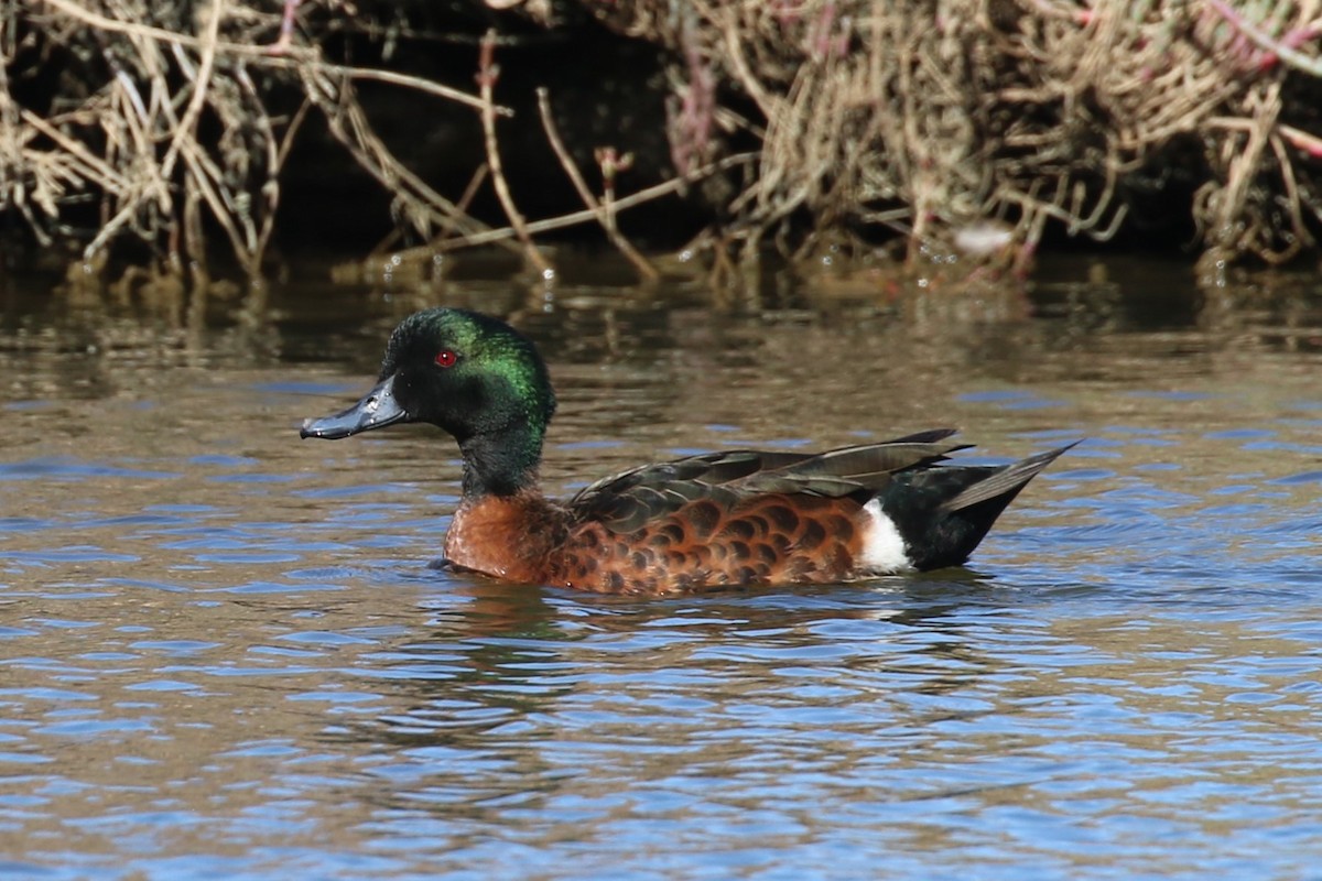 Chestnut Teal - Alan Henry