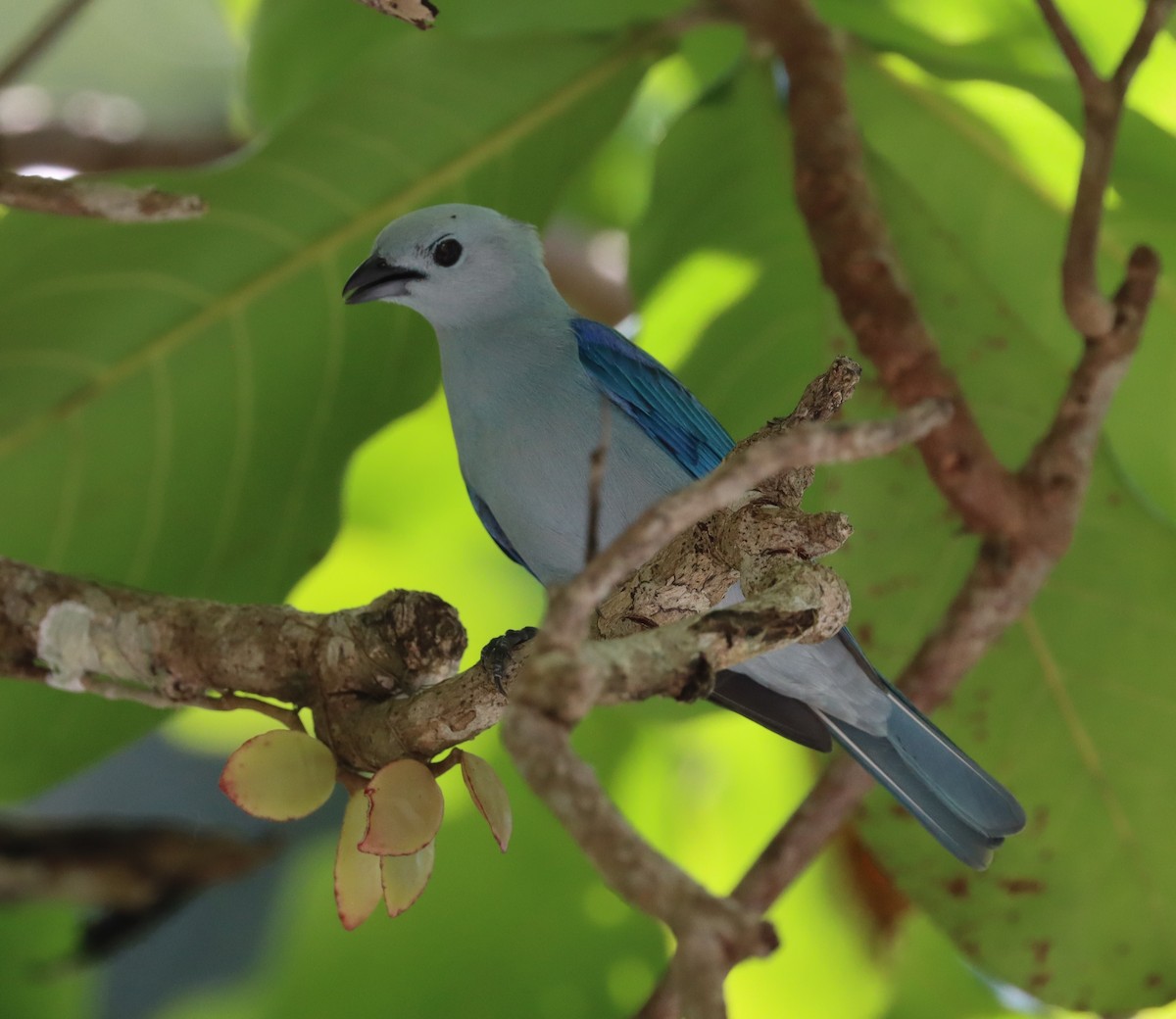 Blue-gray Tanager - John Facchini