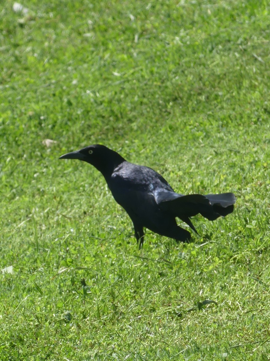 Great-tailed Grackle - ML617119862