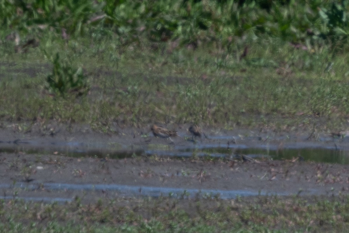 Wilson's Snipe - ML617119884