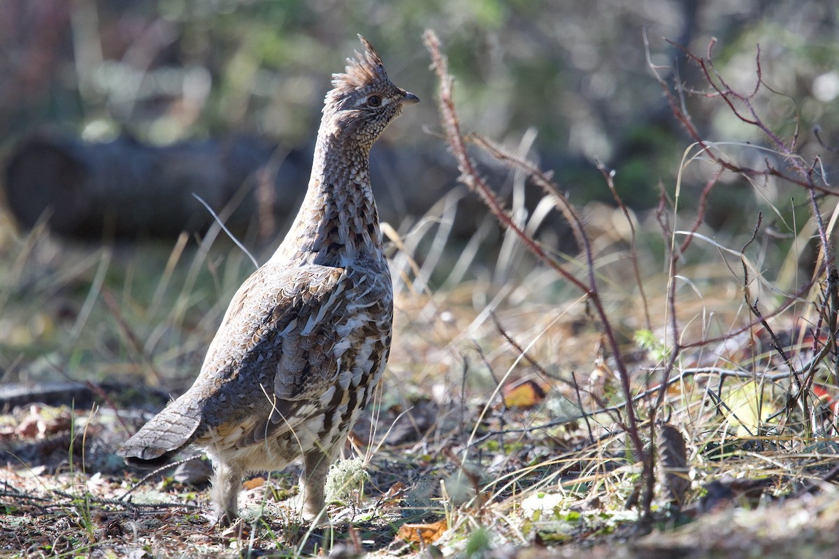 Ruffed Grouse - ML617119885