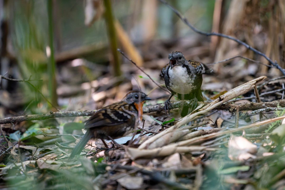 Australian Logrunner - ML617119910