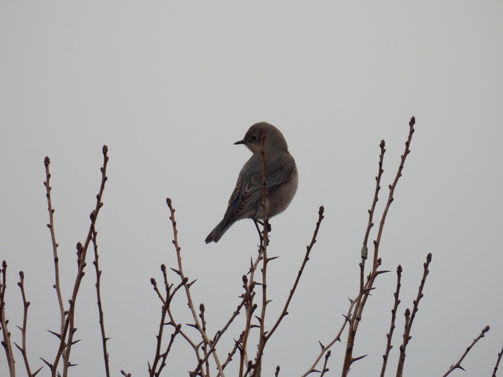 Mountain Bluebird - ML617119918