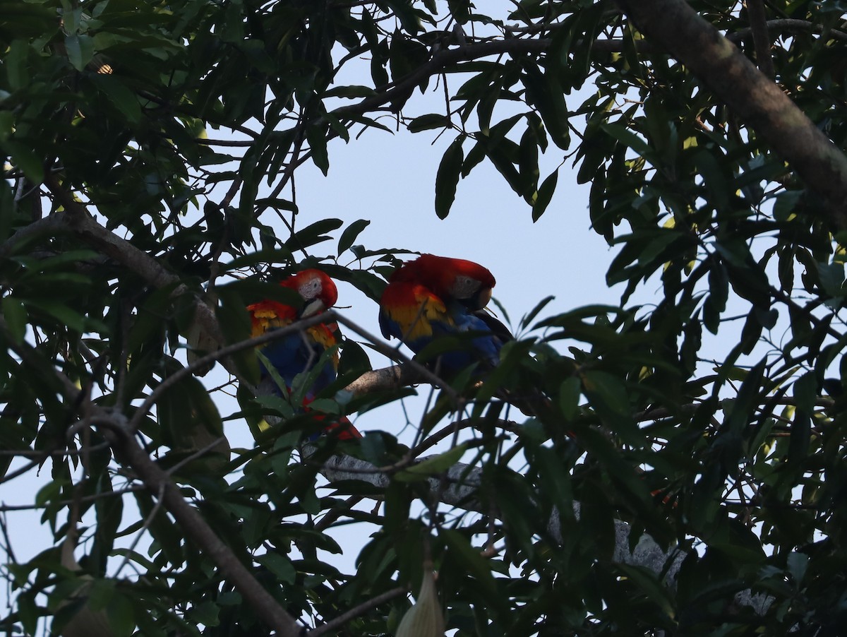 Scarlet Macaw - John Facchini