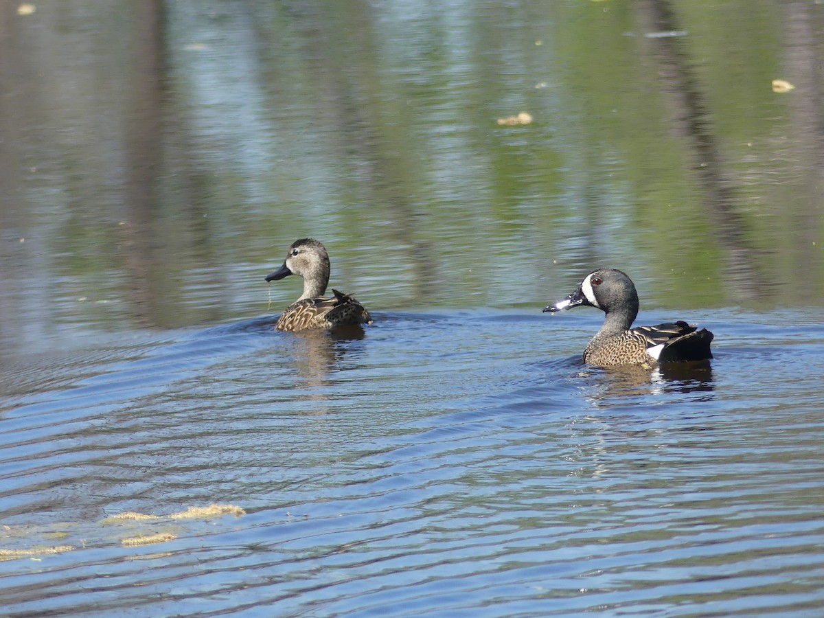 Blue-winged Teal - ML617120009