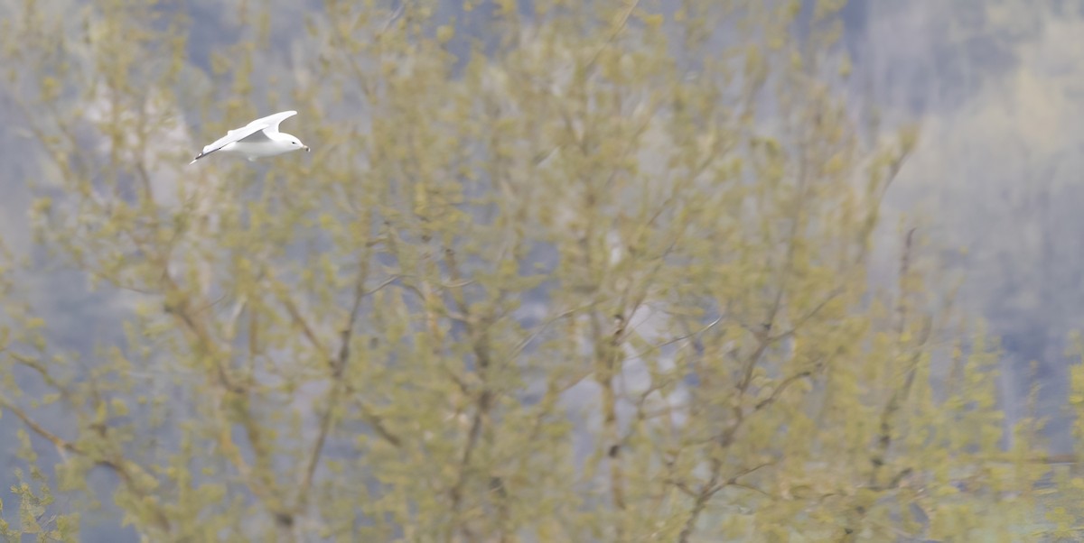 Ring-billed Gull - ML617120014