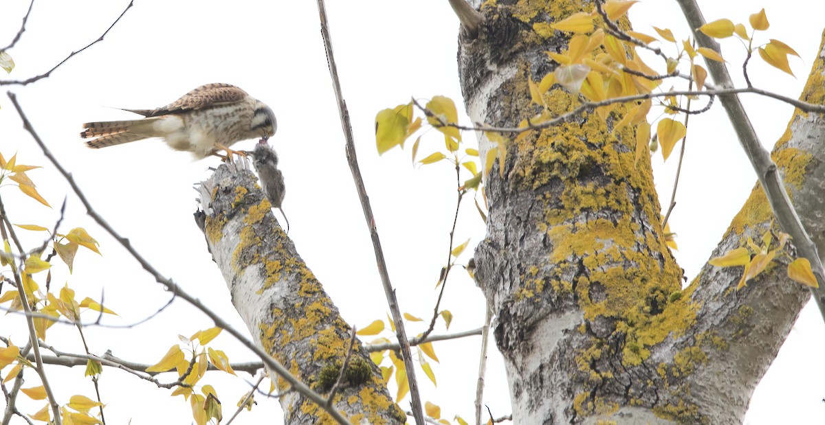 American Kestrel - ML617120065