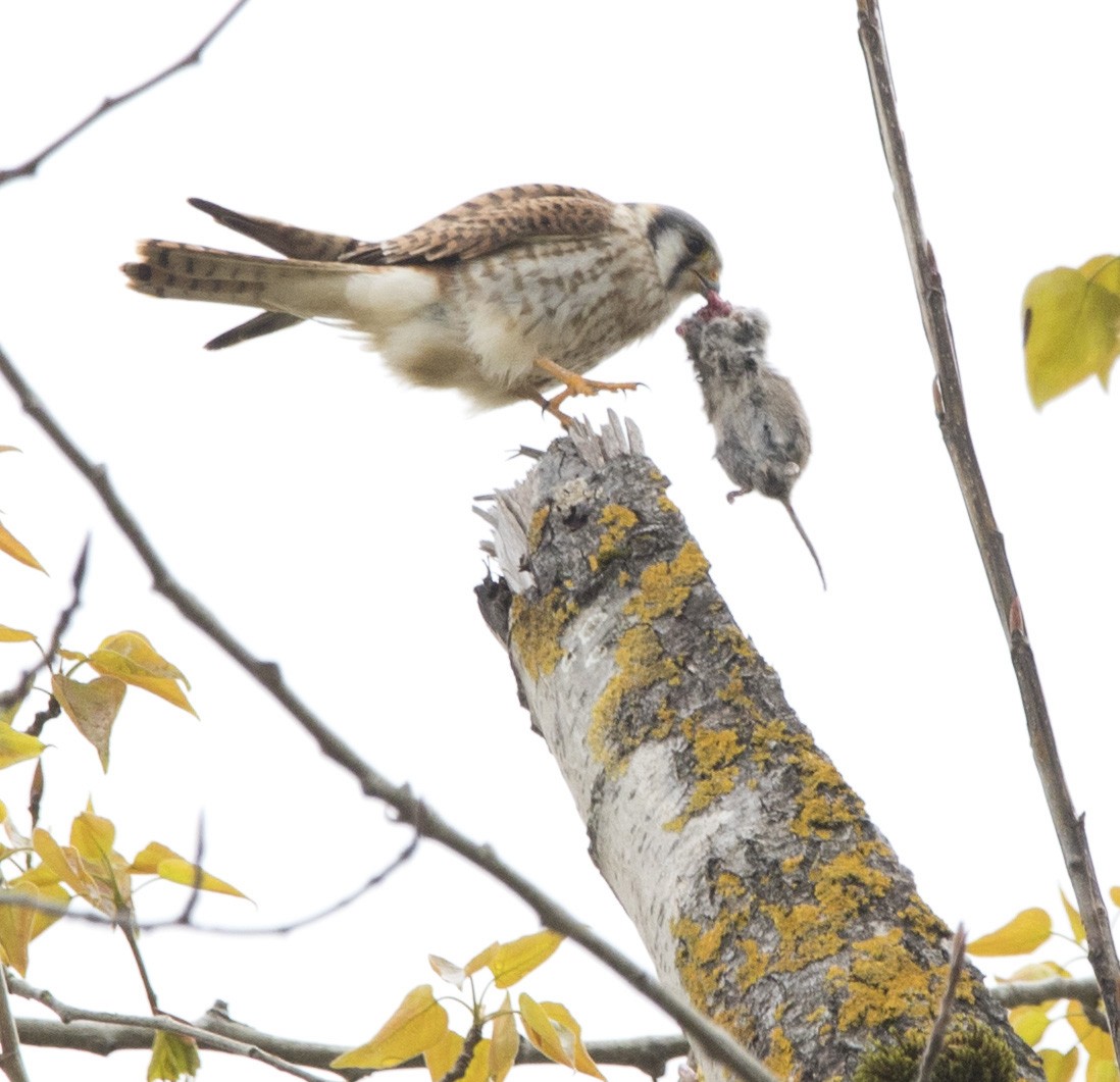 American Kestrel - ML617120068