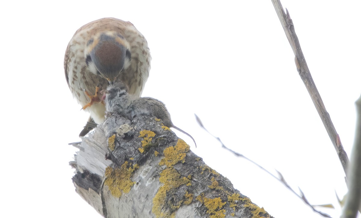 American Kestrel - ML617120069