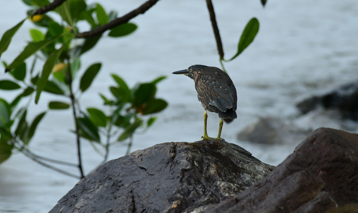 Striated Heron - ML617120070