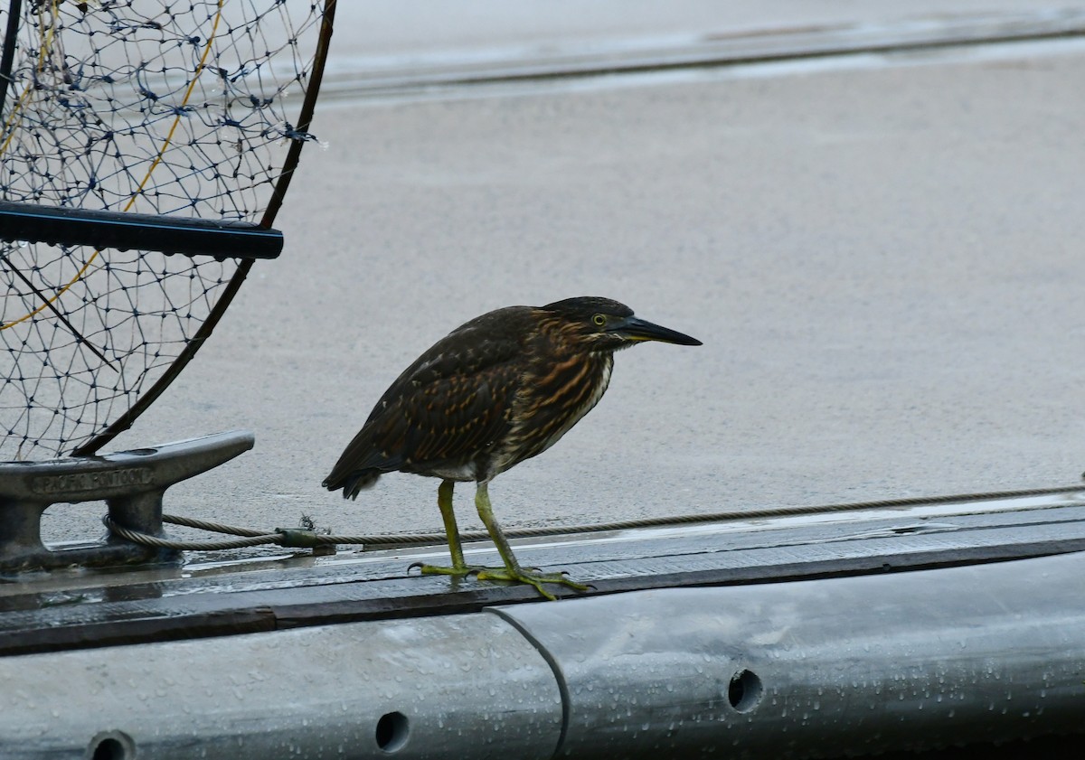 Striated Heron - ML617120071