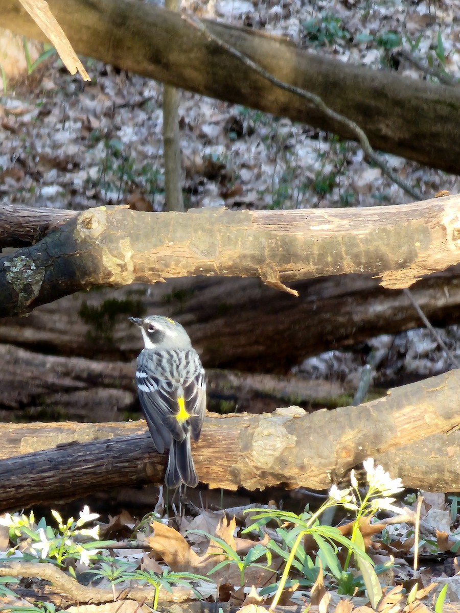 Yellow-rumped Warbler - ML617120083