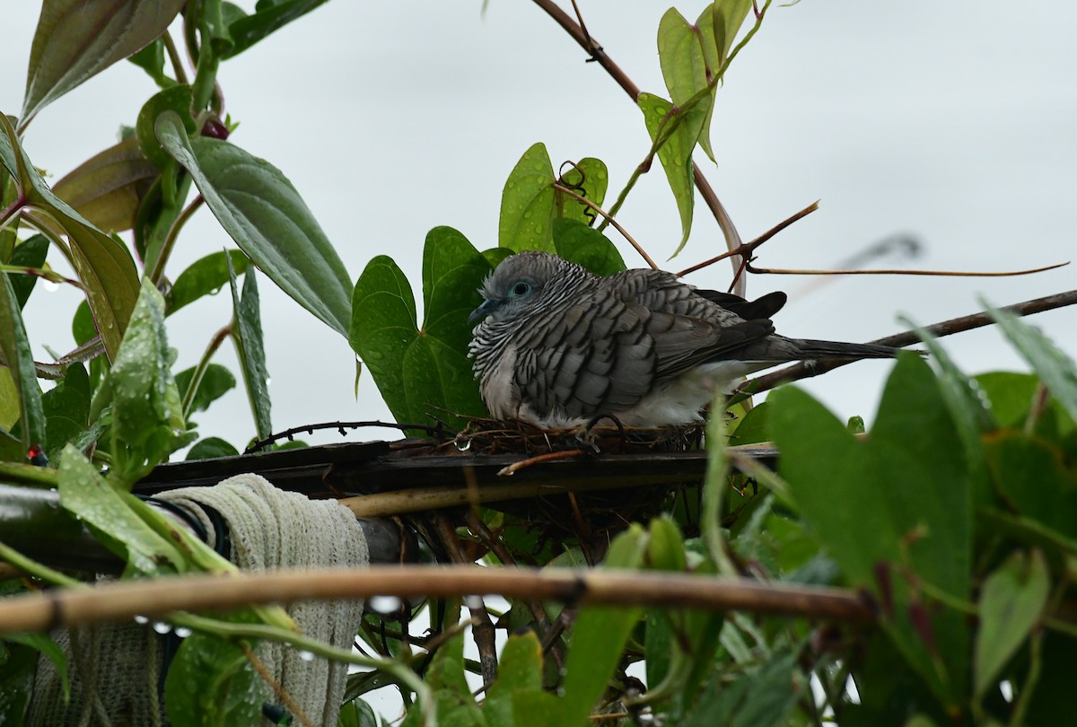 Peaceful Dove - ML617120091