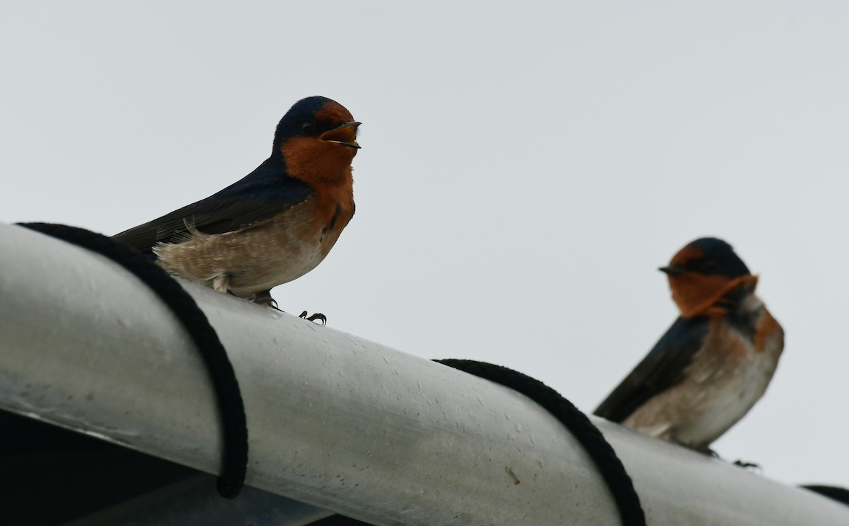 Welcome Swallow - ML617120097