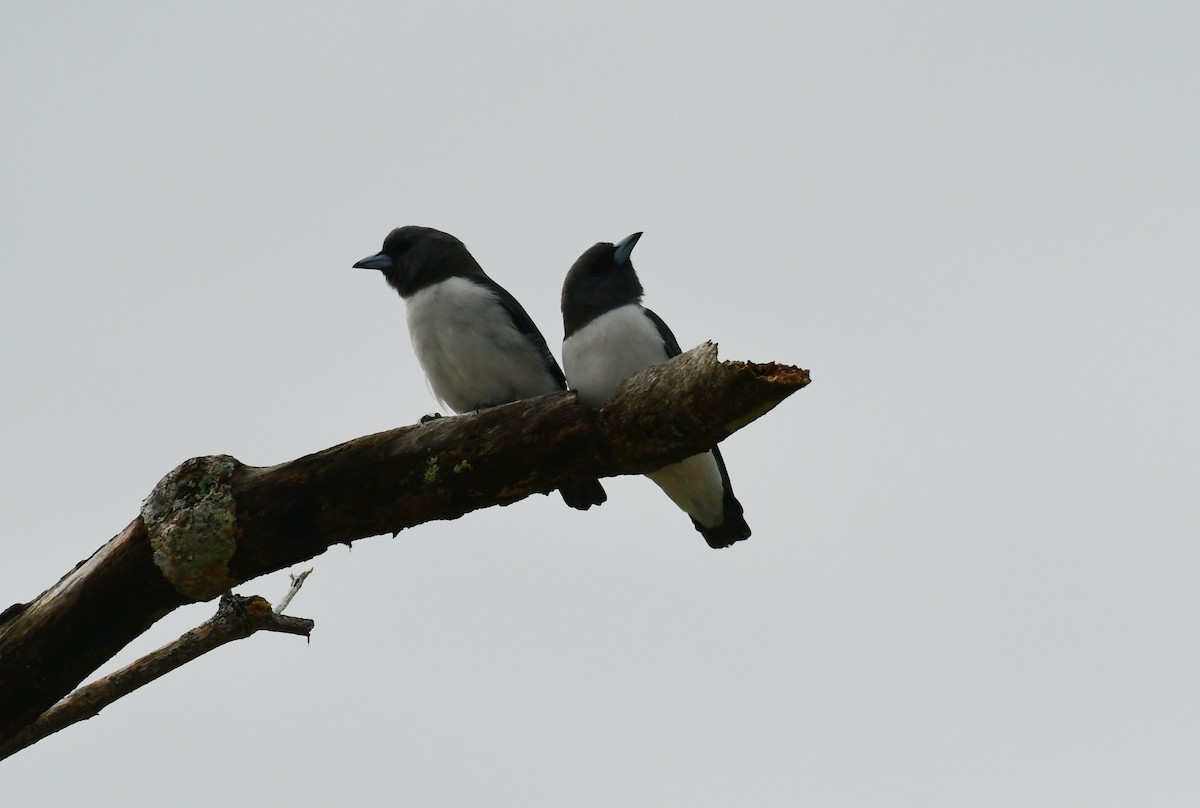 White-breasted Woodswallow - ML617120105