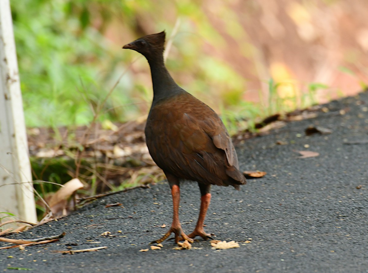 Rotbein-Großfußhuhn - ML617120111