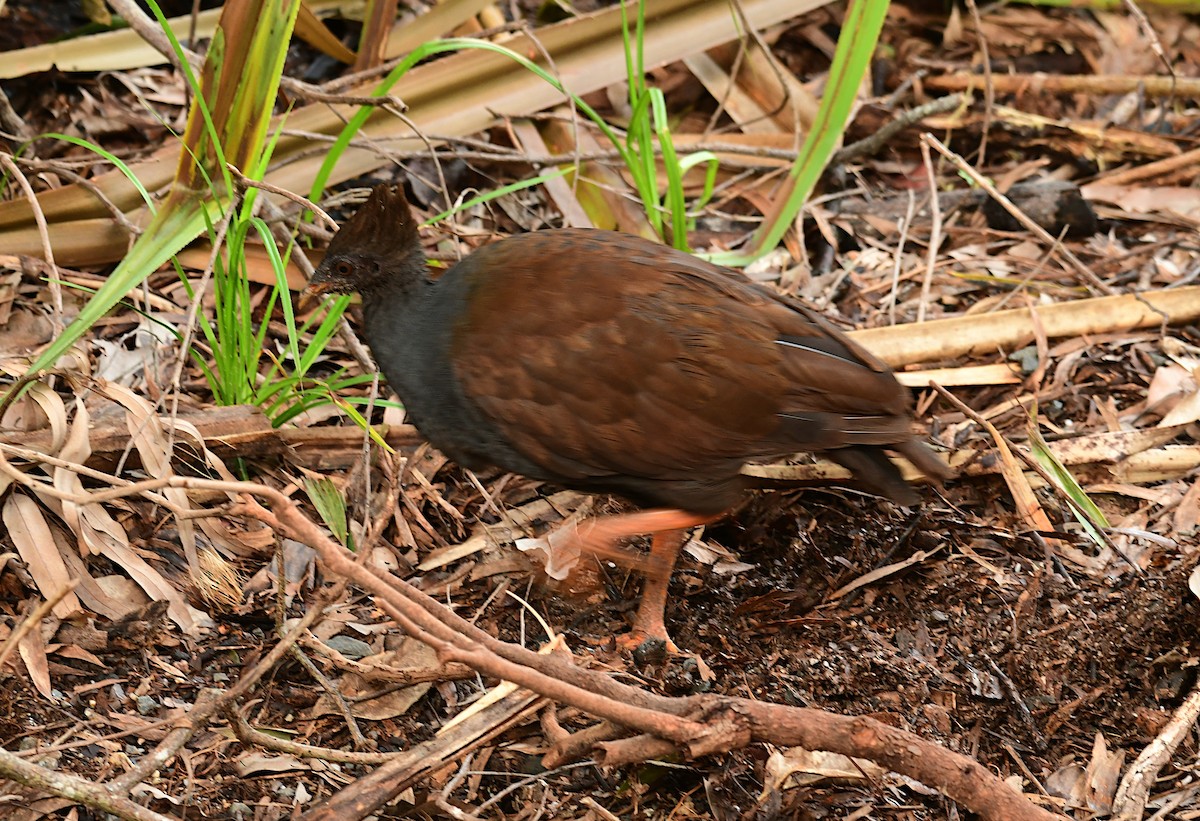 Orange-footed Megapode - ML617120113