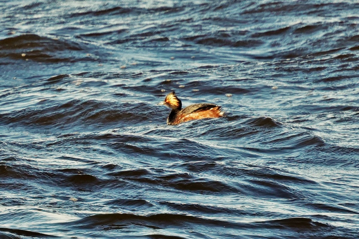 Eared Grebe - ML617120121