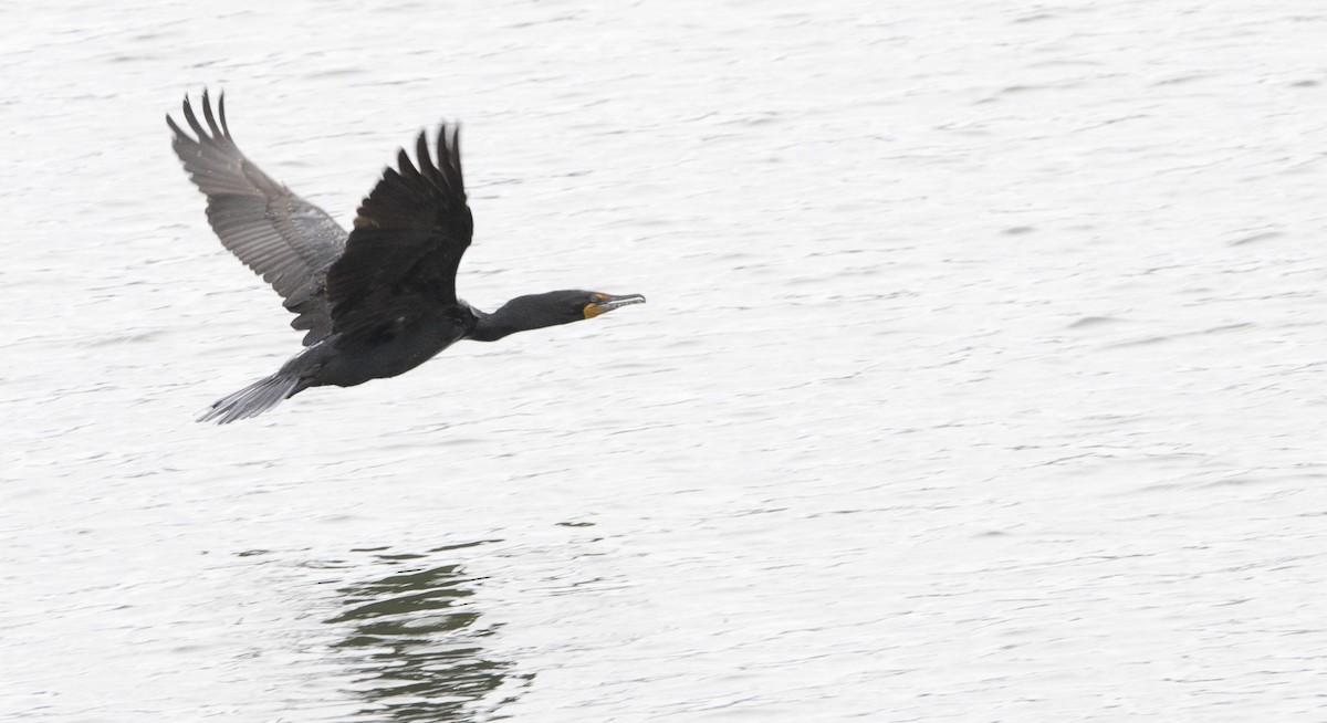 Double-crested Cormorant - Brent Angelo