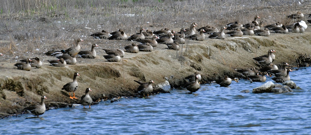 Greater White-fronted Goose - ML617120130