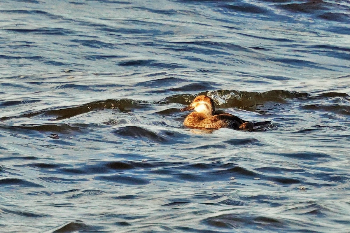 Ruddy Duck - ML617120144