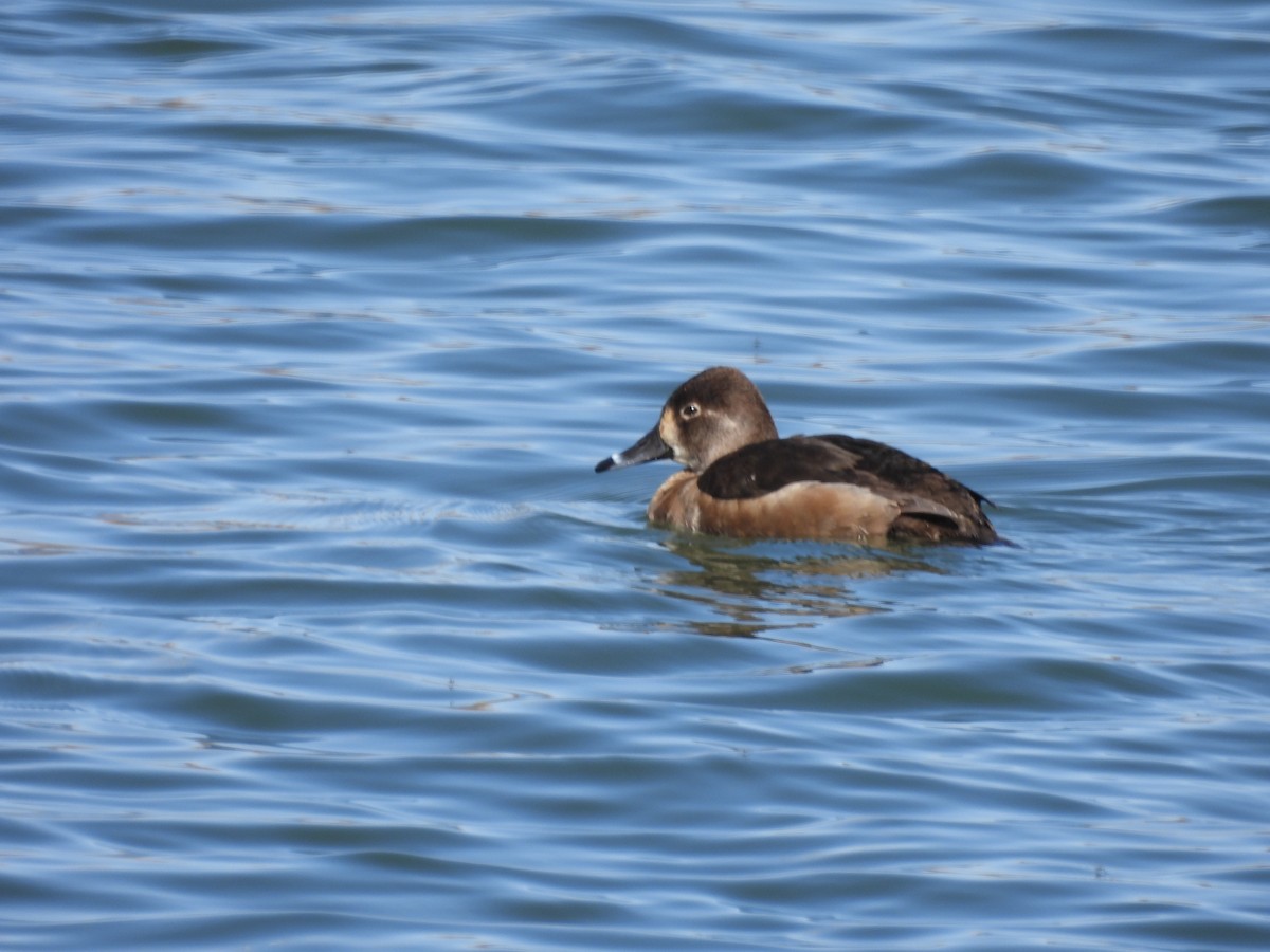 Ring-necked Duck - ML617120168