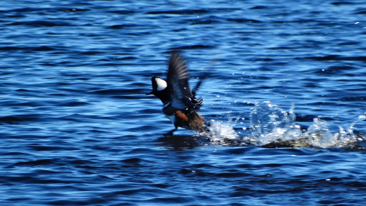 Hooded Merganser - ML617120207