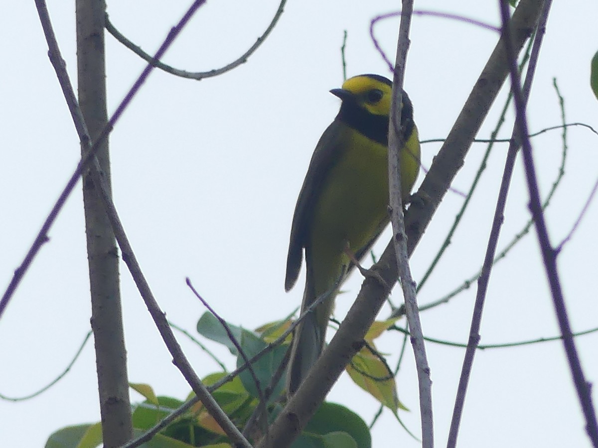 Hooded Warbler - ML617120211