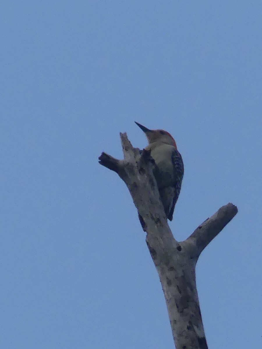Red-bellied Woodpecker - ML617120218