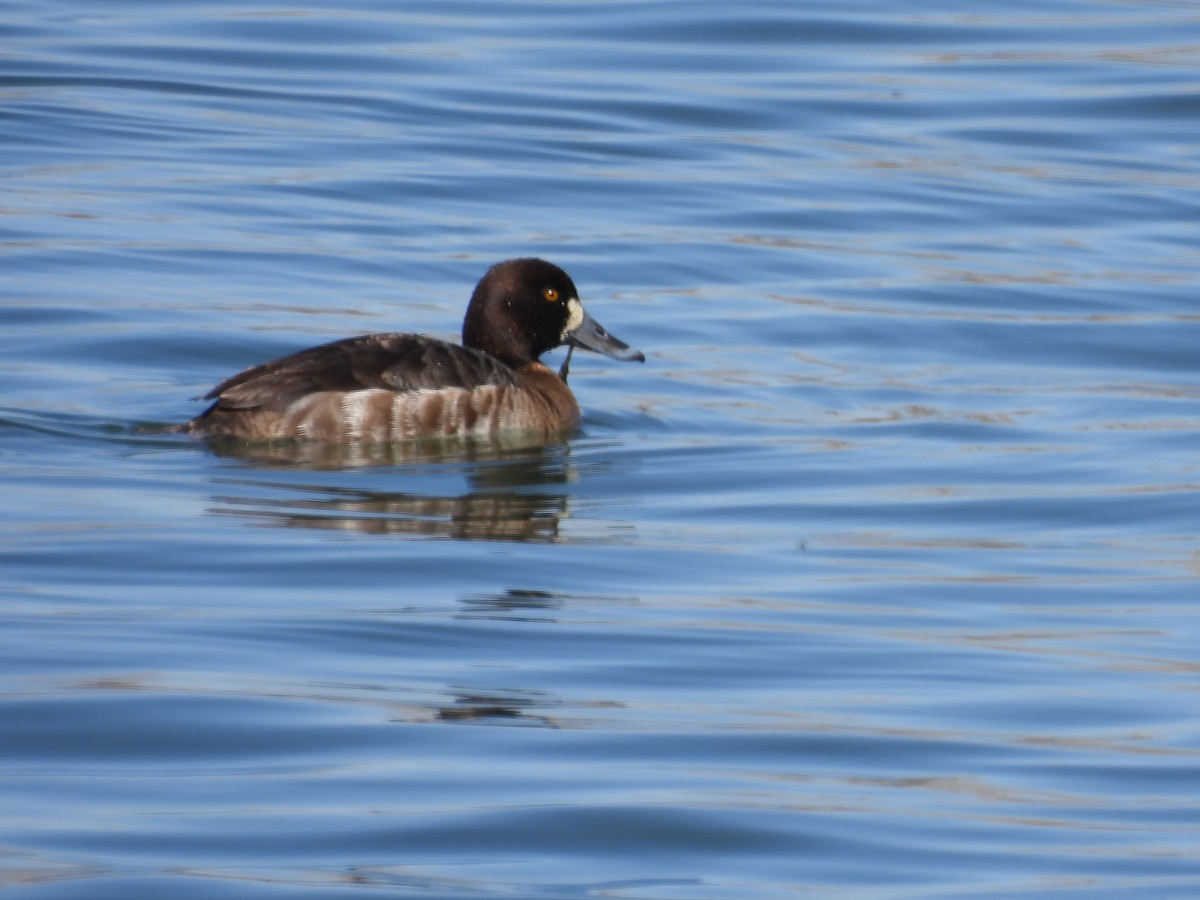 Greater Scaup - ML617120224