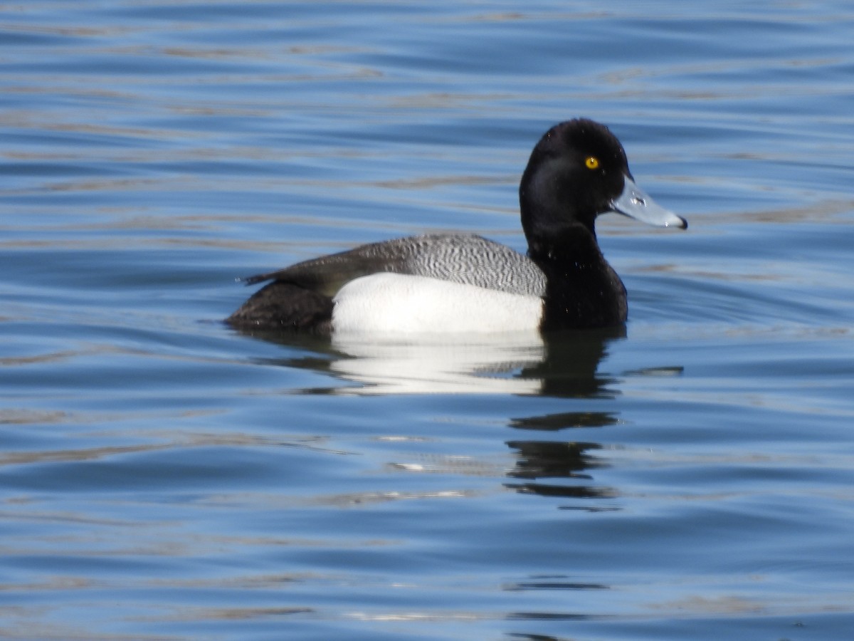 Greater Scaup - ML617120232