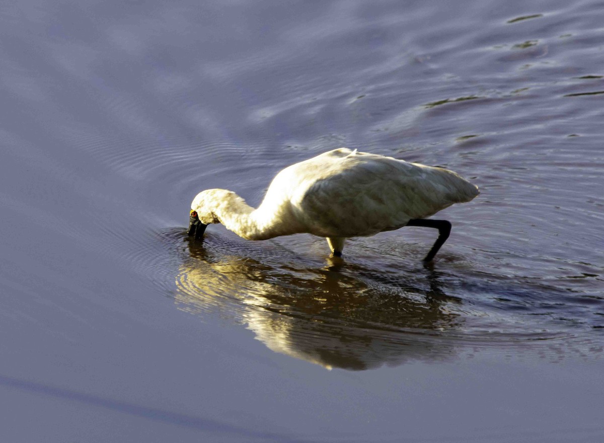 Royal Spoonbill - ML617120240