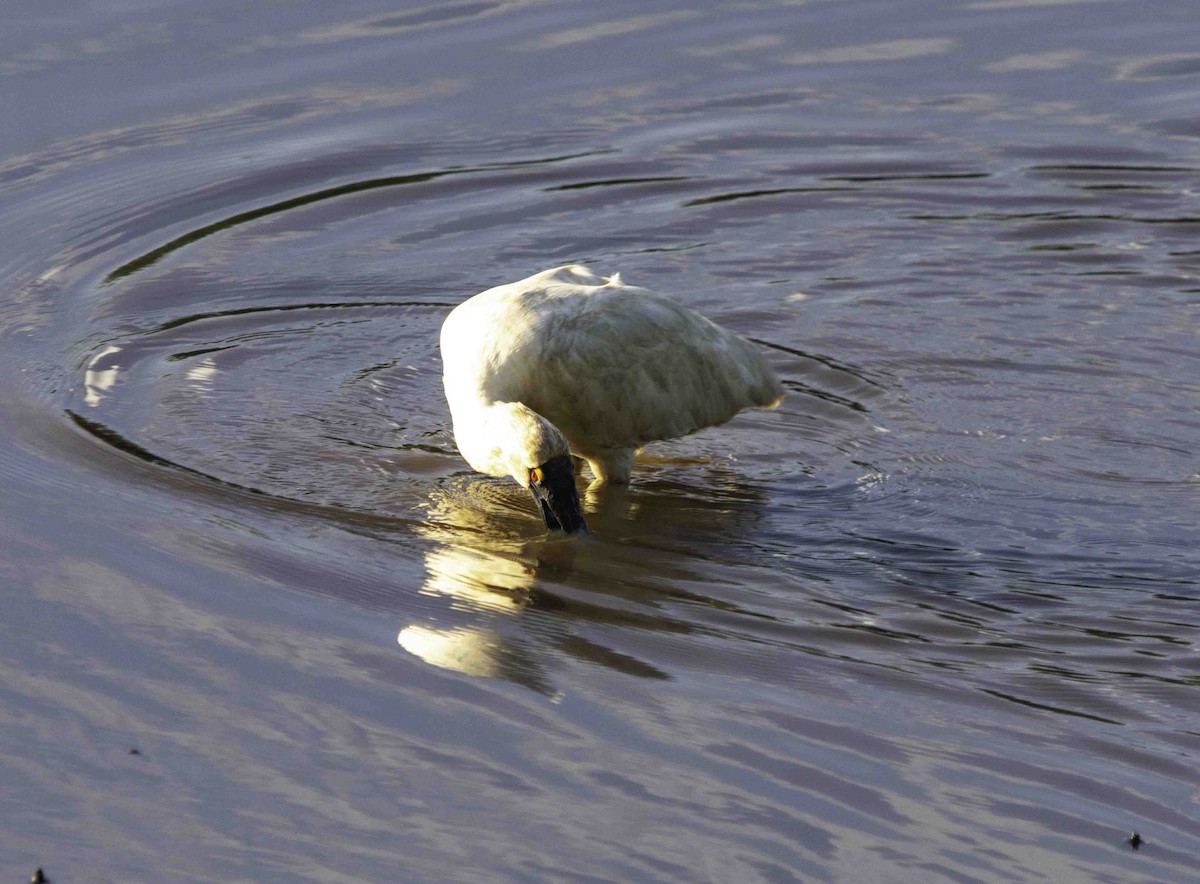 Royal Spoonbill - ML617120241