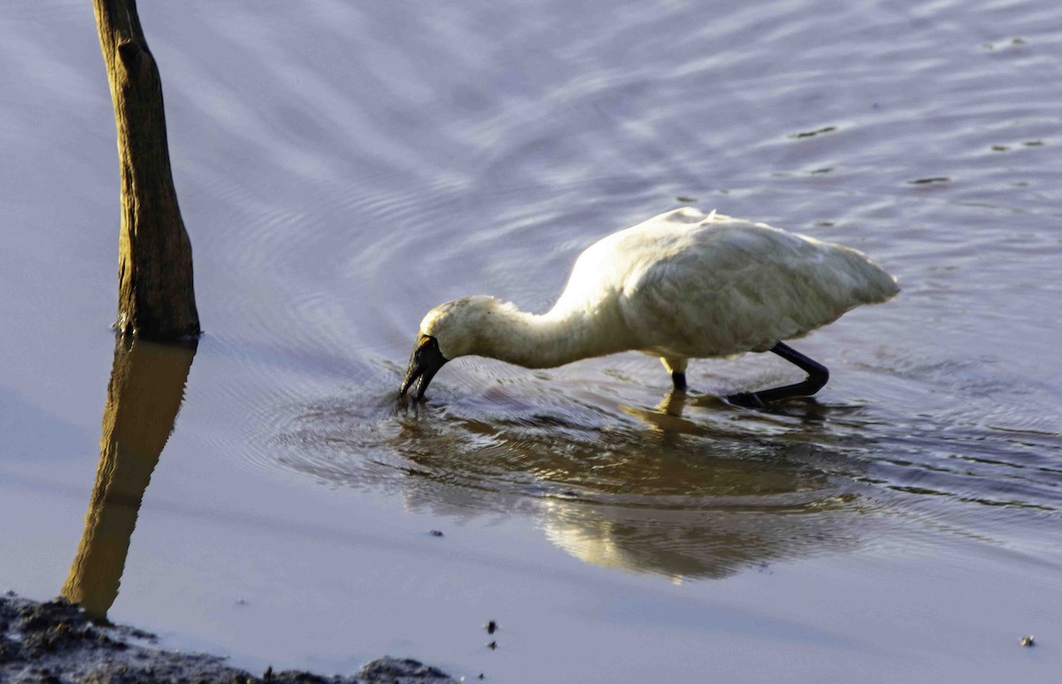 Royal Spoonbill - ML617120243