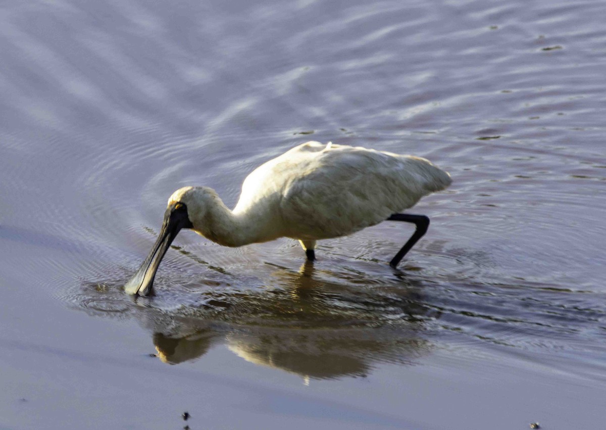 Royal Spoonbill - ML617120244