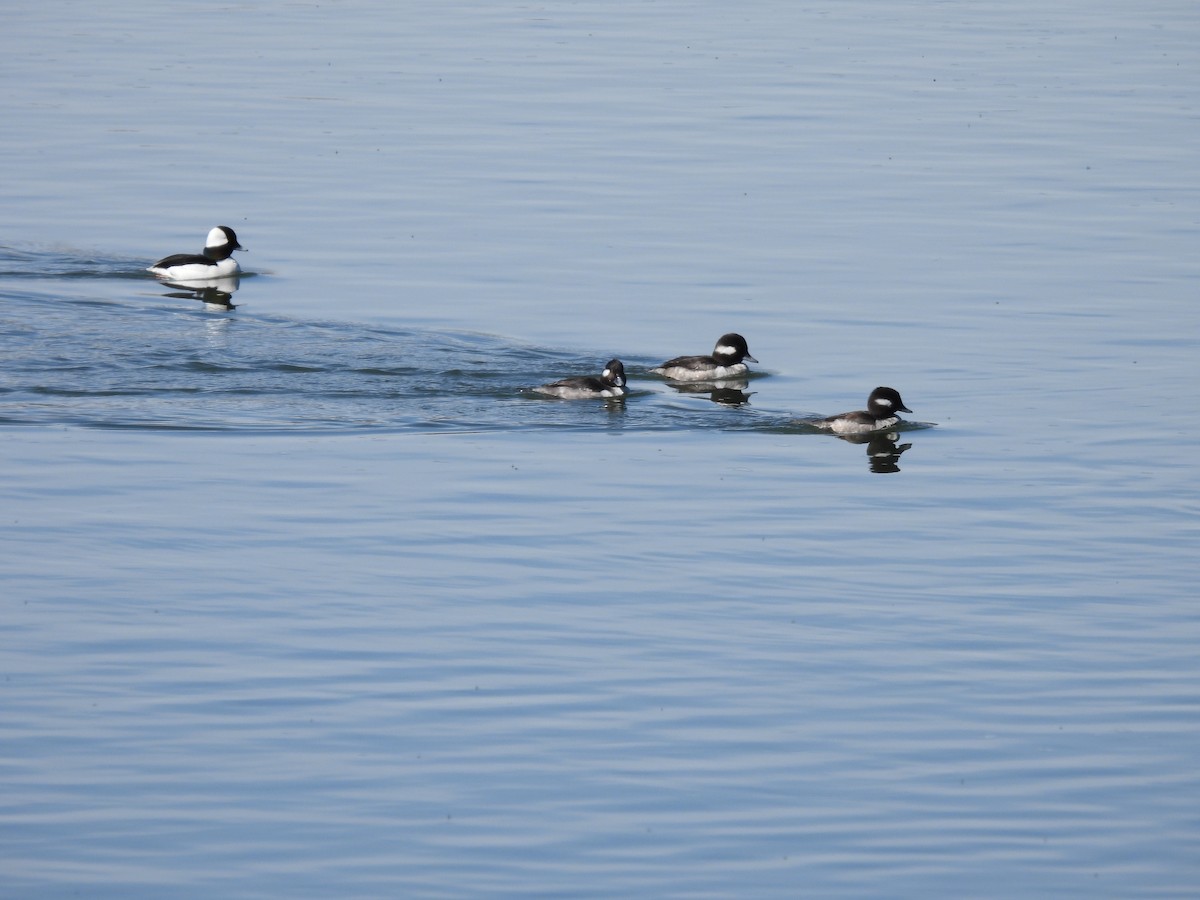 Bufflehead - ML617120257