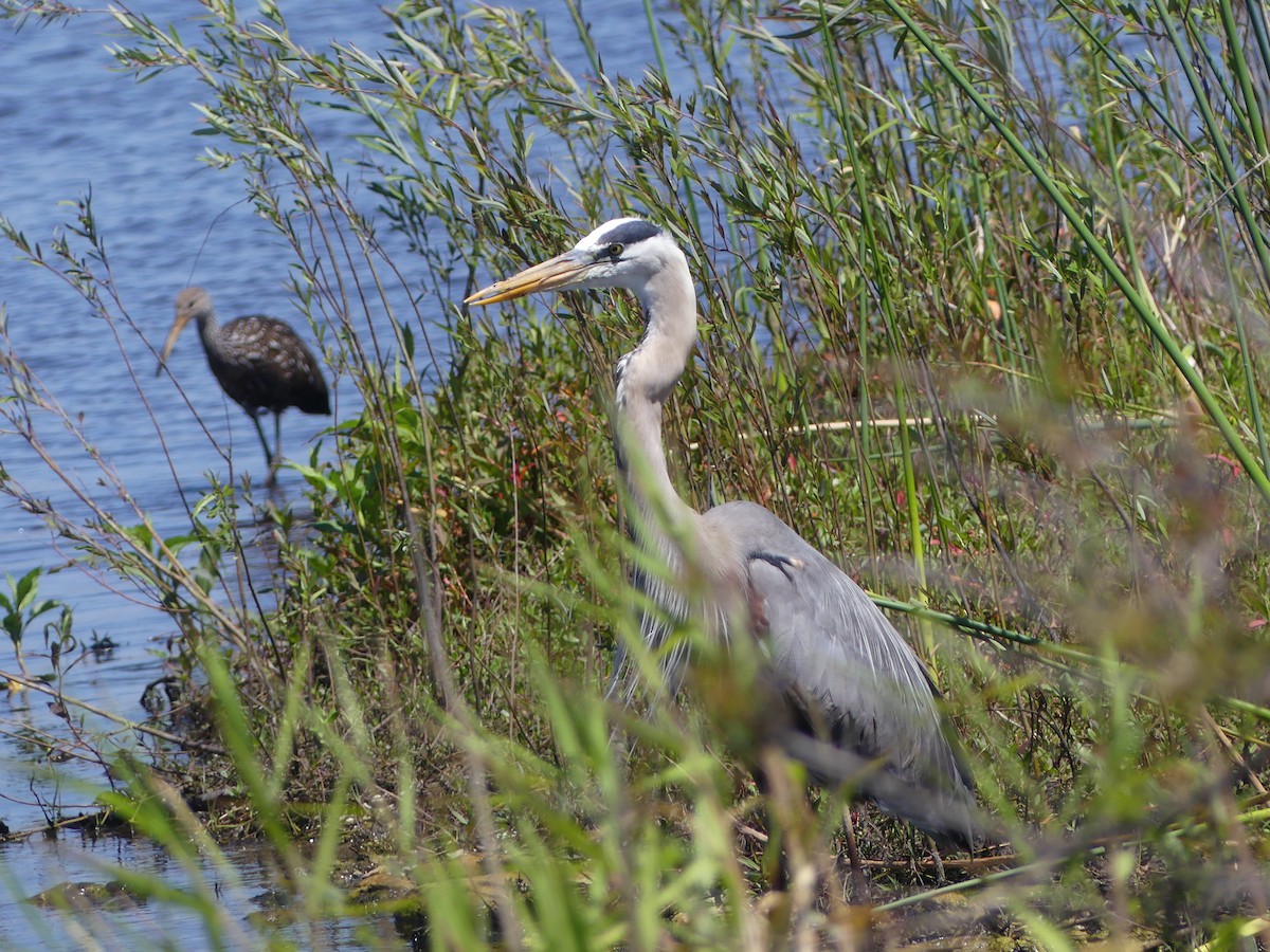 Great Blue Heron - ML617120271