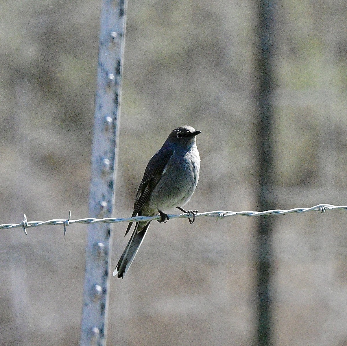 Townsend's Solitaire - ML617120282