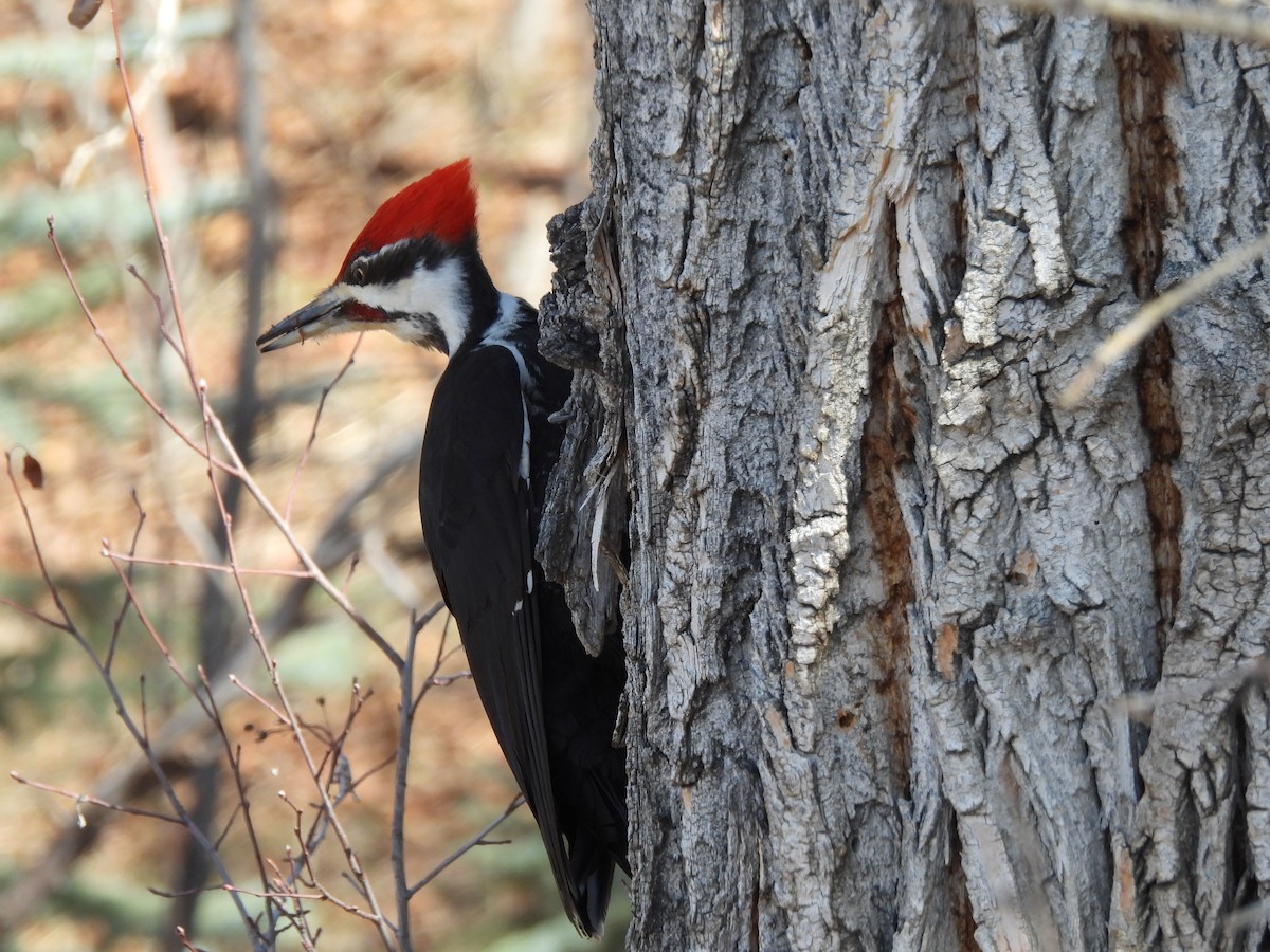 Pileated Woodpecker - ML617120309