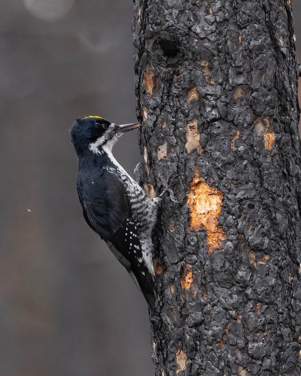 Black-backed Woodpecker - ML617120314